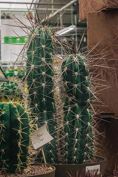 Une variété de grande à très grande taille pour certains spécimens